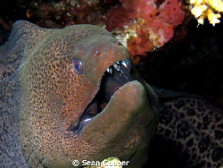 Giant moray by Sean Cooper 